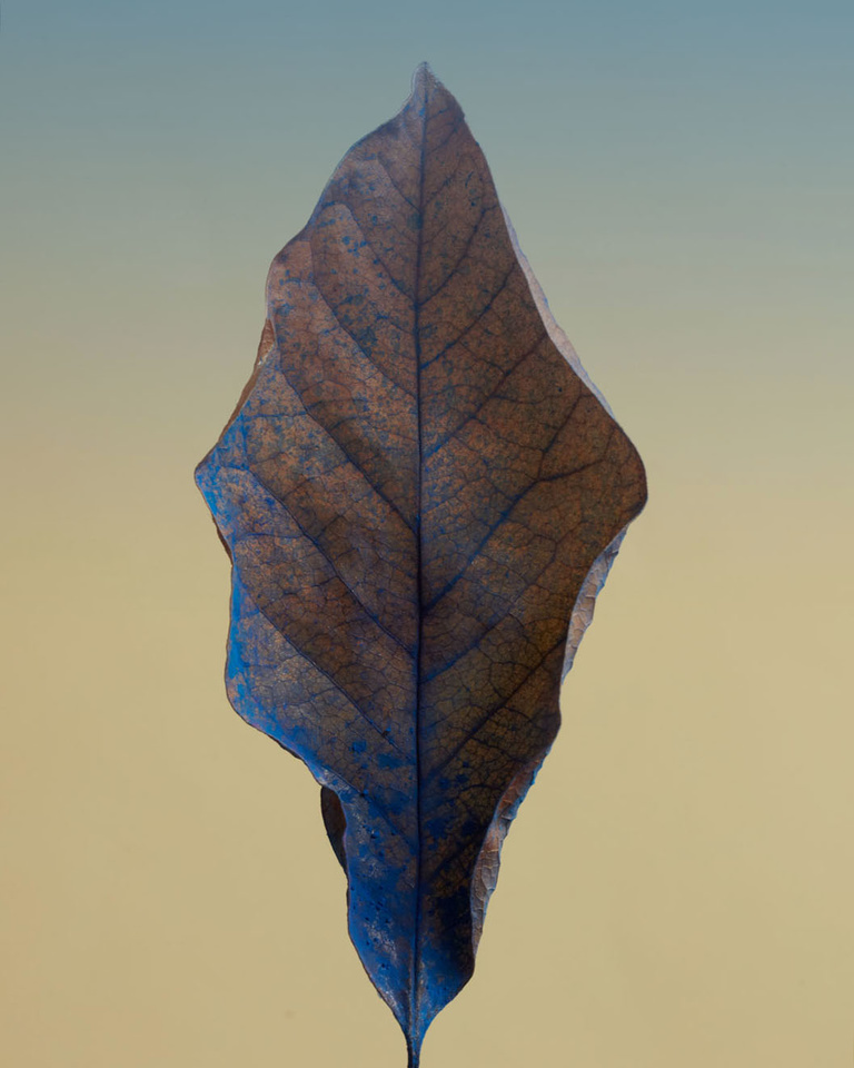 Partition - paintedleaves5383.jpg