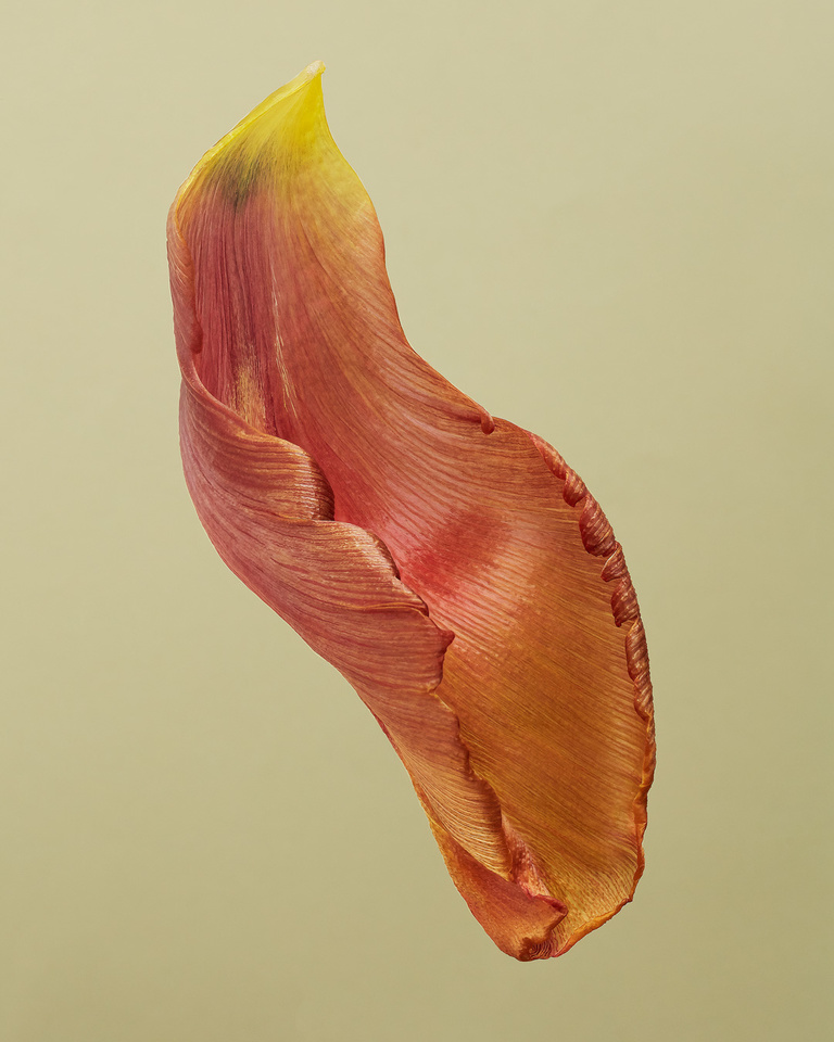 Partition - tulip1P.jpg
