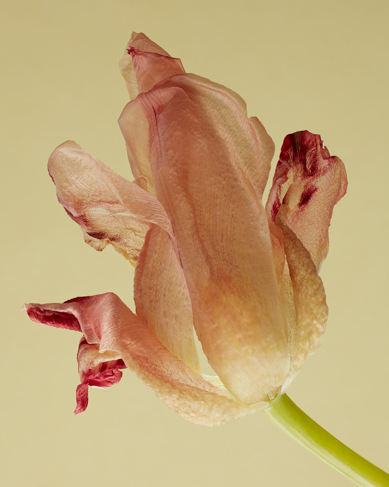 Partition - tulip3P.jpg