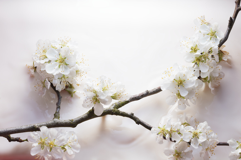 Partition - Romain Rivière / Milky Prune Flowers